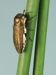 Meliboeithon intermedium, PL5974, male, shown on Juncus sp., SE, 6.6 × 2.4 mm